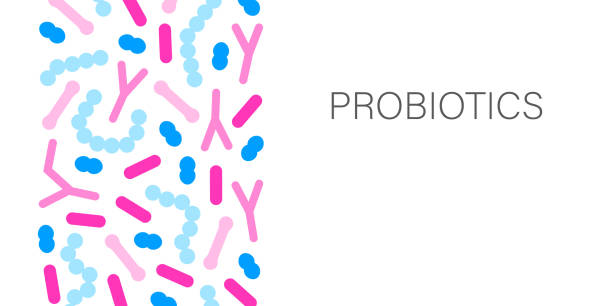 Probiotic bacteria banner. Gut microbiota border with healthy prebiotic bacillus. Probiotic bacteria banner. Gut microbiota border with healthy prebiotic bacillus. Lactobacillus, acidophilus, bifidobacteria and other microorganisms for biotechnology. prebiotic probiotic stock illustrations