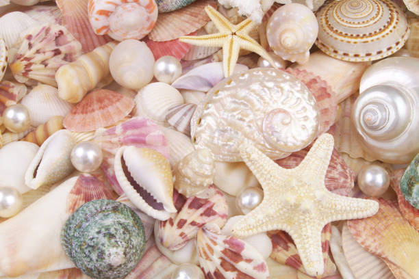 istock Colorful seashells and starfishes with pearls and corals 1366213809