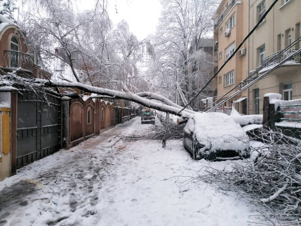 un arbre est tombé de l’autre côté de la rue et a écrasé la maison et la voiture garée en raison d’une forte tempête de neige - blizzard ice damaged snow photos et images de collection