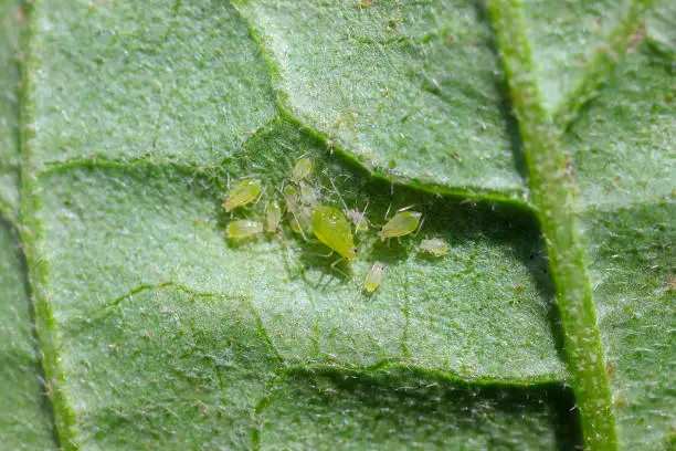 Colony of green potato aphids - Macrosiphum euphorbiae on the underside of an eggplant leaf.