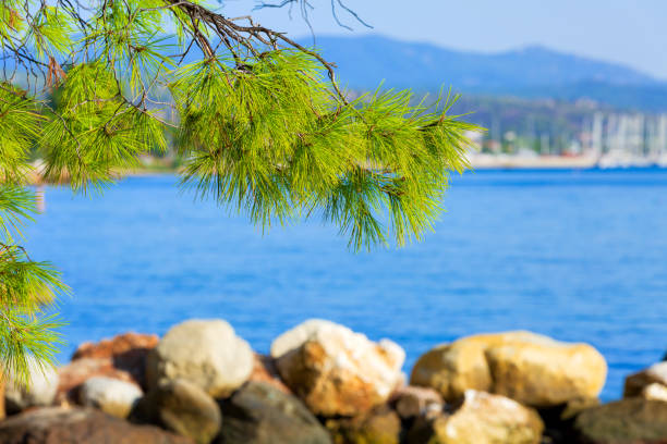 Pine cones hanging from the branches of an evergreen tree.