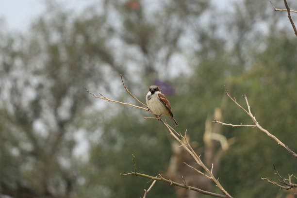 sparrow sitting on dry tree branch,cute bird sitting on tree.
