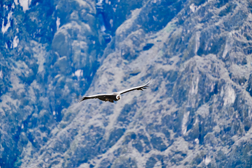 Andean condor, Vultur gryphus, soaring over the Colca Canyon in the Andes of Peru close to Arequipa. Andean condor is the largest flying bird in the world,  combined measurement of weight and wingspan