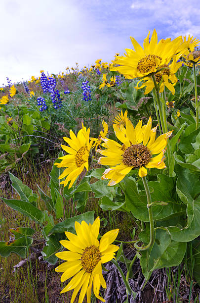 istock Wild Flowers In Oregon's Columbia River Gorge 136621743