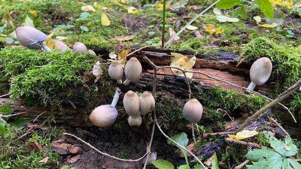 istock Mushrooms in the vicinity of Perm 1366217520