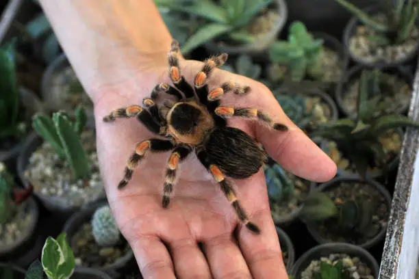 Photo of Mexican Redknee Tarantula (Brachypelma smithi). spider in the palm, Arachnophobia. close-up Red Tarantula. Tarantula. tarantula on arm. Mexican Flame Knee.