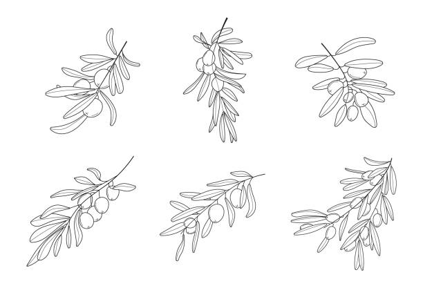 wektor gałązki oliwnej ustawiony w stylu doodle, szkicu. czarna, minimalna jednoliniowa gałąź botaniczna i liść. tusz, ołówek ręcznie rysowane drzewo oliwne, liście do wzoru opakowania, - botanic stock illustrations