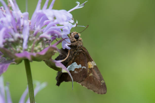 istock Small butterfly on wildflower 1366218407