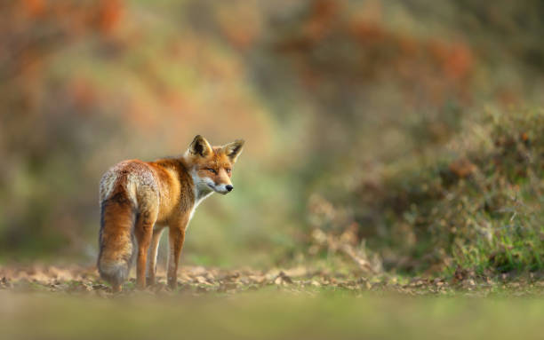 istock Close up of a red fox in summer 1366218716