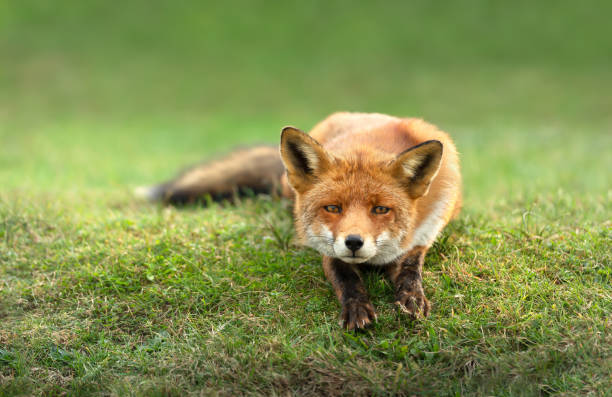 istock Close up of a red fox lying on green grass 1366218742