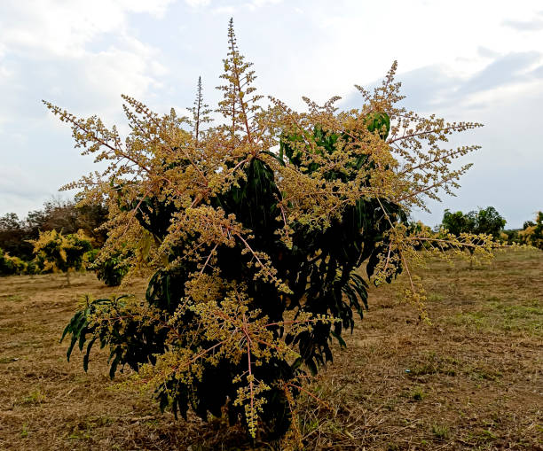 istock mango flowers in the garden 1366218767