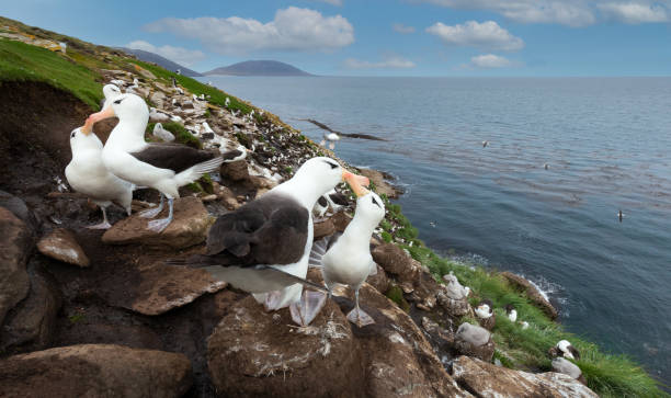 albatri dalle sopracciglia nere sulla costa delle isole falkland - albatross foto e immagini stock