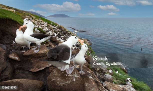 Blackbrowed Albatrosses On The Coast Of The Falkland Islands Stock Photo - Download Image Now