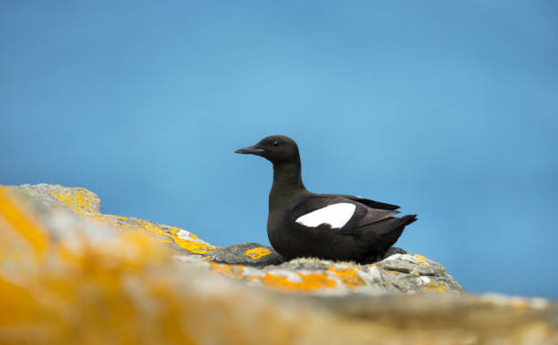 istock Black guillemot perched on a rocky coast 1366218827