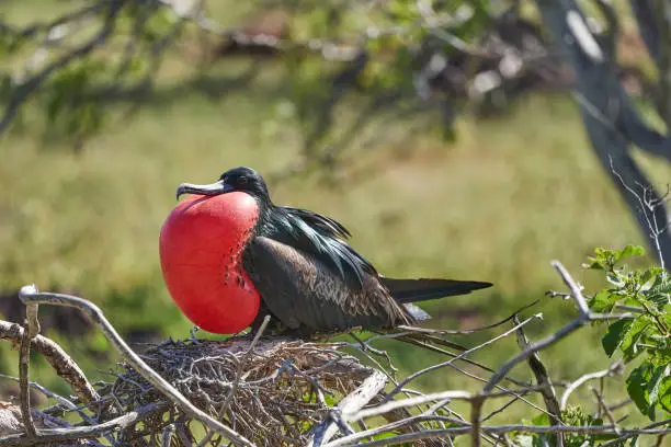Magnificent frigatebird, Fregata magnificens, is a big black seabird with a characteristic red gular sac. Male frigate bird nesting with inflated sack, galapagos islands, Ecuador, South America