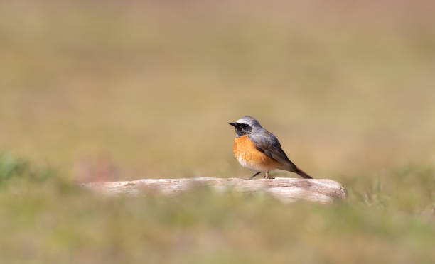 Common Redstart perched on a wooden post in meadow Common Redstart perched on a wooden post in meadow, UK. male common redstart phoenicurus phoenicurus stock pictures, royalty-free photos & images