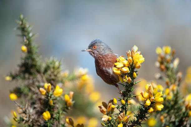 Close up of a Dartford warbler perched on a gorse stock photo