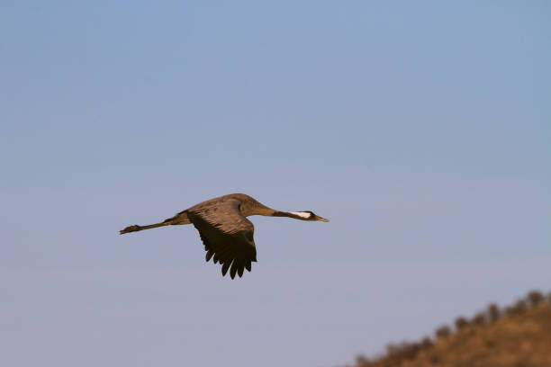 An adult Common crane An adult Common crane (Grus grus) flies over a blue sky eurasian crane stock pictures, royalty-free photos & images