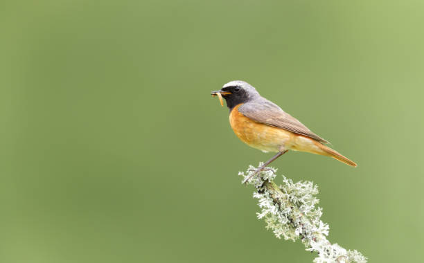 Common Redstart with a worm in a beak Close up of a Common Redstart with a worm in a beak perched on a tree branch, UK. male common redstart phoenicurus phoenicurus stock pictures, royalty-free photos & images