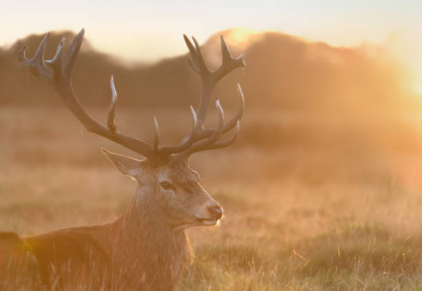 close up of a red deer at sunrise - richmond park imagens e fotografias de stock