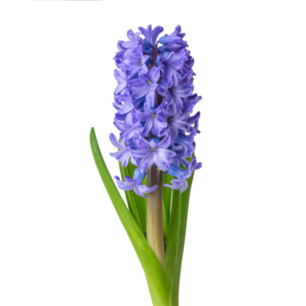 istock Blue hyacinth flower isolated on white background. 1366220860