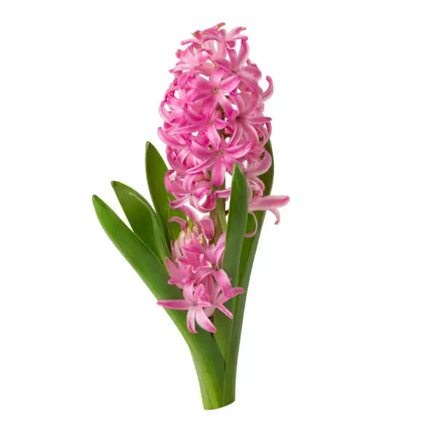 Photo of Pink hyacinth flower isolated on white background.