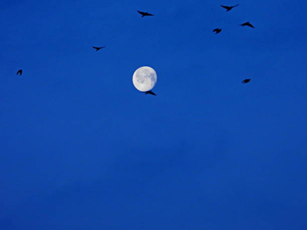 istock Flock of birds with full moon 1366221908