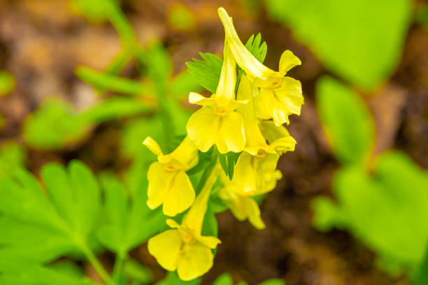 istock yellow spring Siberian flower whose inflorescences provide nectar and food for insects, selective focus 1366225067