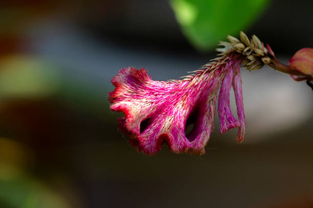 istock Beautiful pink colored velvety flower with sunlight on it. Used selective focus. 1366225414