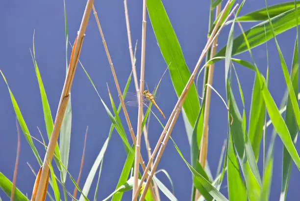 Common Goldenring Dragonfly in Sultan Marshes (sultan sazlığı - sultansazlığı), located within the borders of Develi, Yahyalı and Yeşilhisar districts of Kayseri and declared as a 'sensitive area to be protected', provides accommodation, breeding and feeding opportunities for more than 250 bird species.