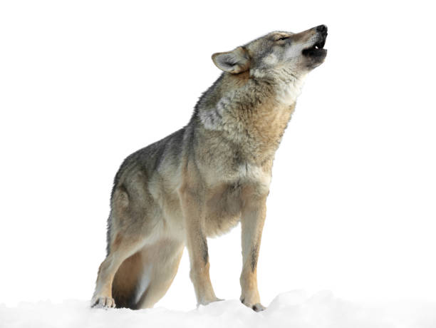 la louve hurle en hiver sur neige isolée sur fond blanc - loup photos et images de collection