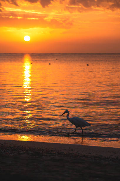 istock Bubulcus ibis bird walking by the sea in sunrise light. Beautiful nature 1366228937