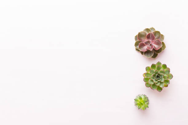 istock Spa background with handmade bio cosmetic and  cactus composition, flat lay, space for a text - Image. 1366229192