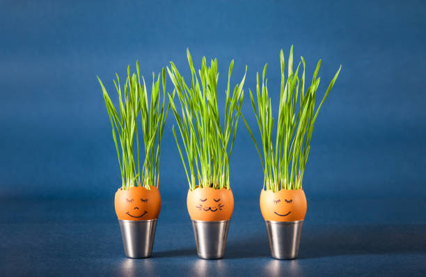 Green wheat sprouts grow in an eggshell with drawings of faces on a blue background. Easter decorations. Organic farming.