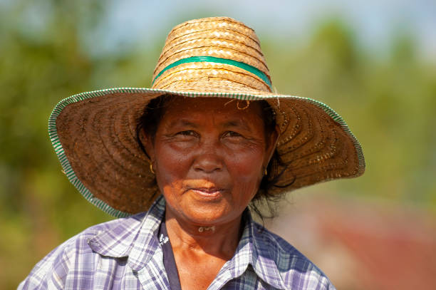 kalasin thailand - 16 - november - 2005 - one unidentified farmer harvesting rice in thailand from isaan province kalasin