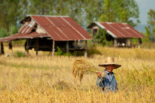 kalasin thailand - 16 - november - 2005 - one unidentified farmer harvesting rice in thailand from isaan province kalasin