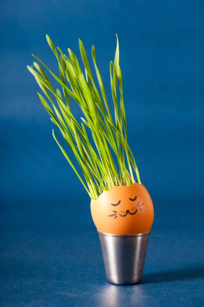 Green wheat sprouts grow in an eggshell with drawings of faces on a blue background. Easter decorations. Organic farming.