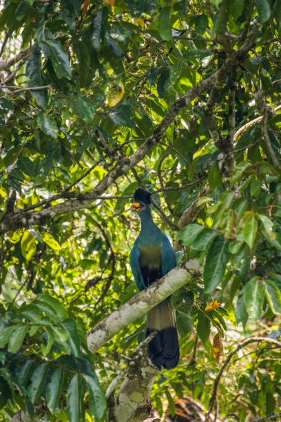 istock Great Blue Turaco ( Corythaeola cristata), Kibale National Forest, Uganda. 1366229351
