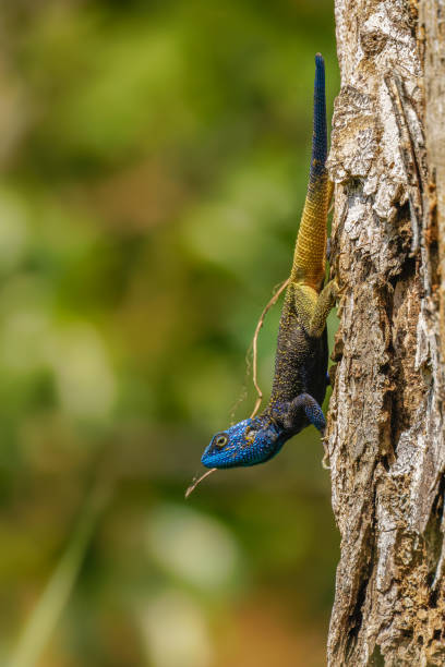istock Blue-headed Tree Agama ( Acanthocercus atricollis), also known as Black-necked Agama, Kibale National Forest, Uganda. 1366229356
