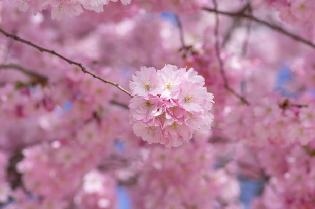 istock Prunus sargentii accolade sargent cherry flowering tree branches, beauty groups light pink petal flowers in bloom and buds 1366230271