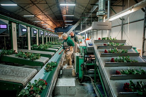 A female worker on an Rose Greenhouse production line in Holland