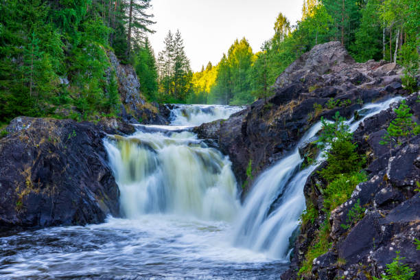 여름 저녁에 ��북부 숲에 폭포와 아름다운 풍경. 돌 바위와 녹색 단풍 사이에 물의 강력한 스트림. 러시아 카렐리아의 수나 강의 키바흐 폭포 - karelia 뉴스 사진 이미지