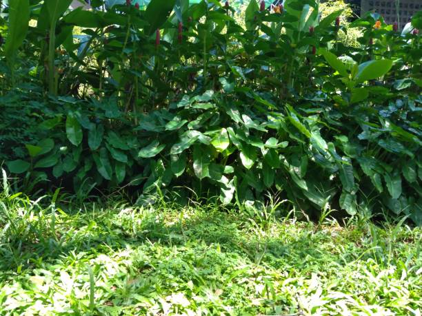 istock very lush green grass background 1366231248