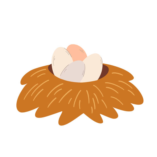 ilustrações de stock, clip art, desenhos animados e ícones de nest with eggs. cartoon funny egg in birds nest of twigs. happy easter. poultry farming theme. vector cartoon illustration isolated on the white background. - wealth eggs animal egg easter egg