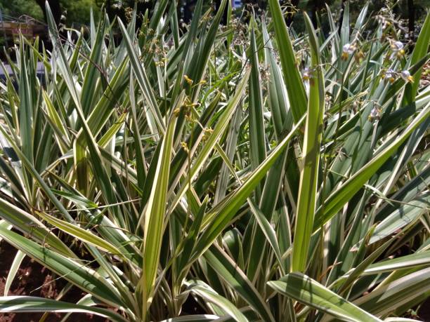 istock very lush green grass background 1366231501