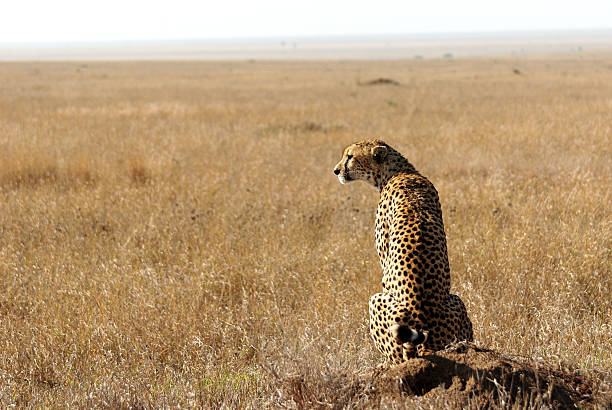 istock Cheetah in savanna looking away 136623337
