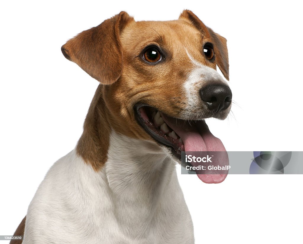 Close-up di Jack Russell Terrier, 12 mesi - Foto stock royalty-free di Bocca aperta