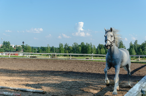 A white horse walks on a dressage in a horse paddock near the stable on a warm summer day in the manor of Marino, Leningrad region, Russia.