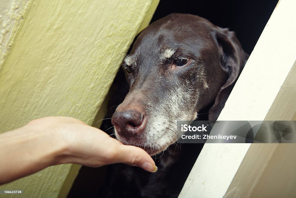 Domesticating собака - Стоковые фото Собака роялти-фри