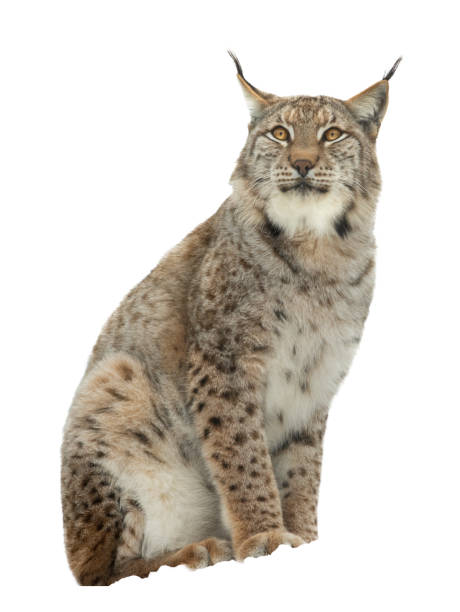 lynx isolated on white background lynx isolated on white background wildcat animal stock pictures, royalty-free photos & images